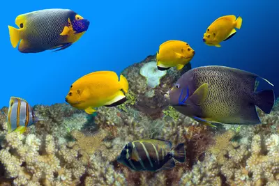 fish tank